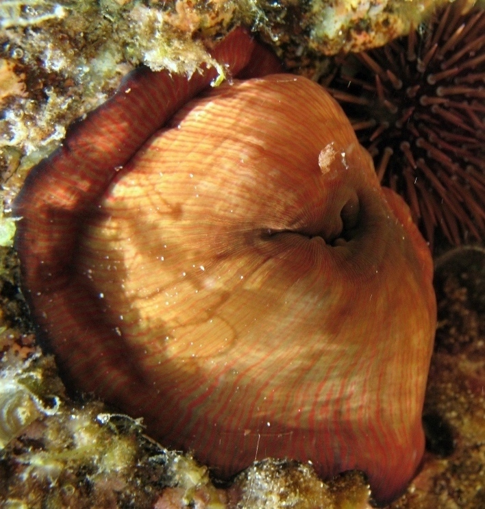 Actinia striata (Quoy & Gaimard, 1833)